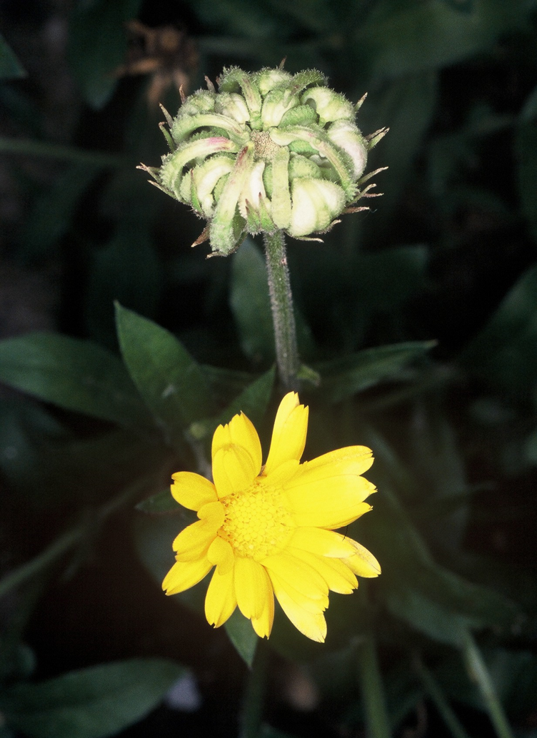 Calendula officinalis fiore e frutti