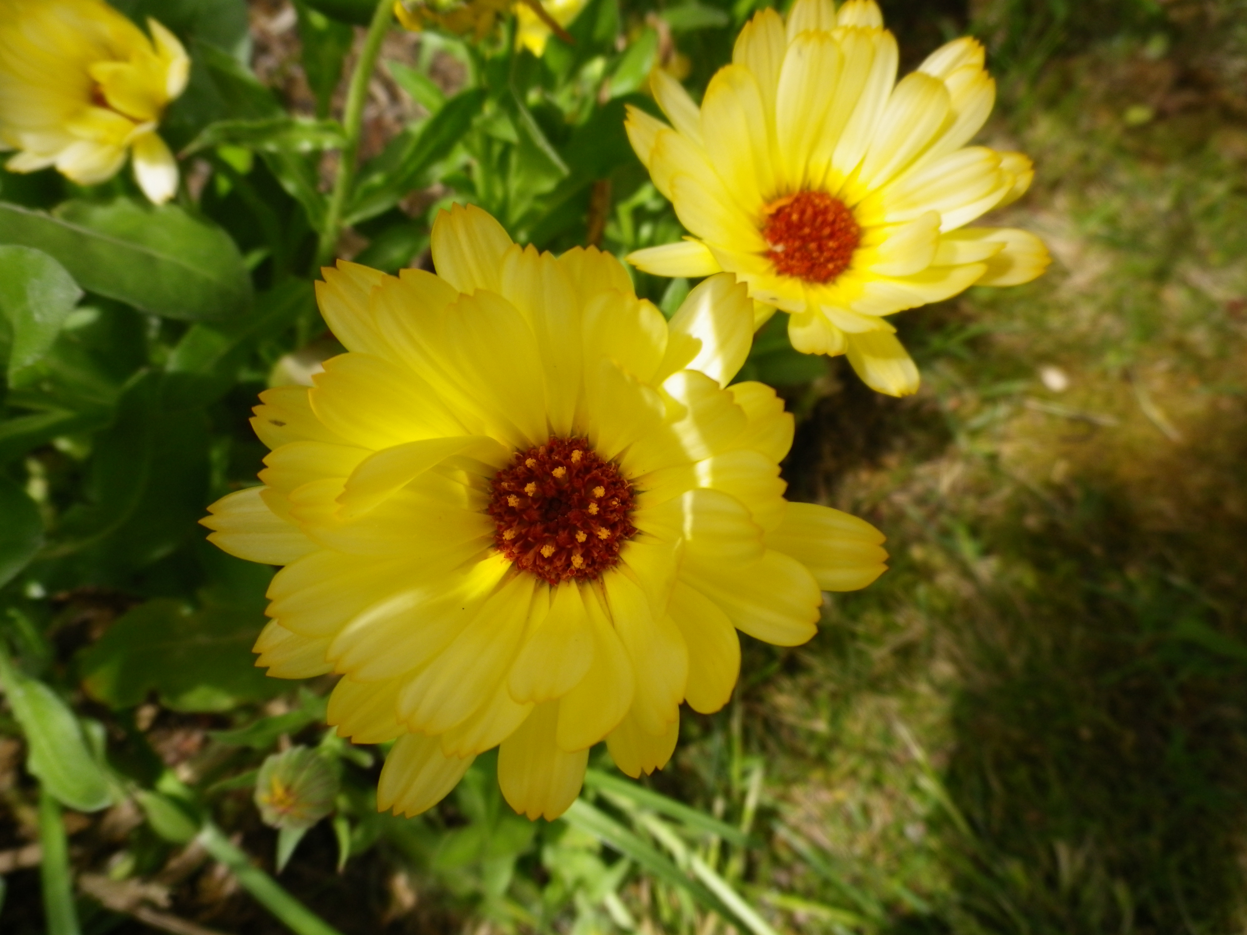 Calendule