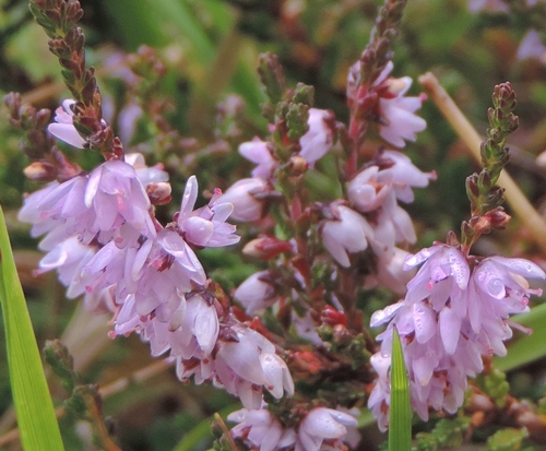 Callunavulgaris