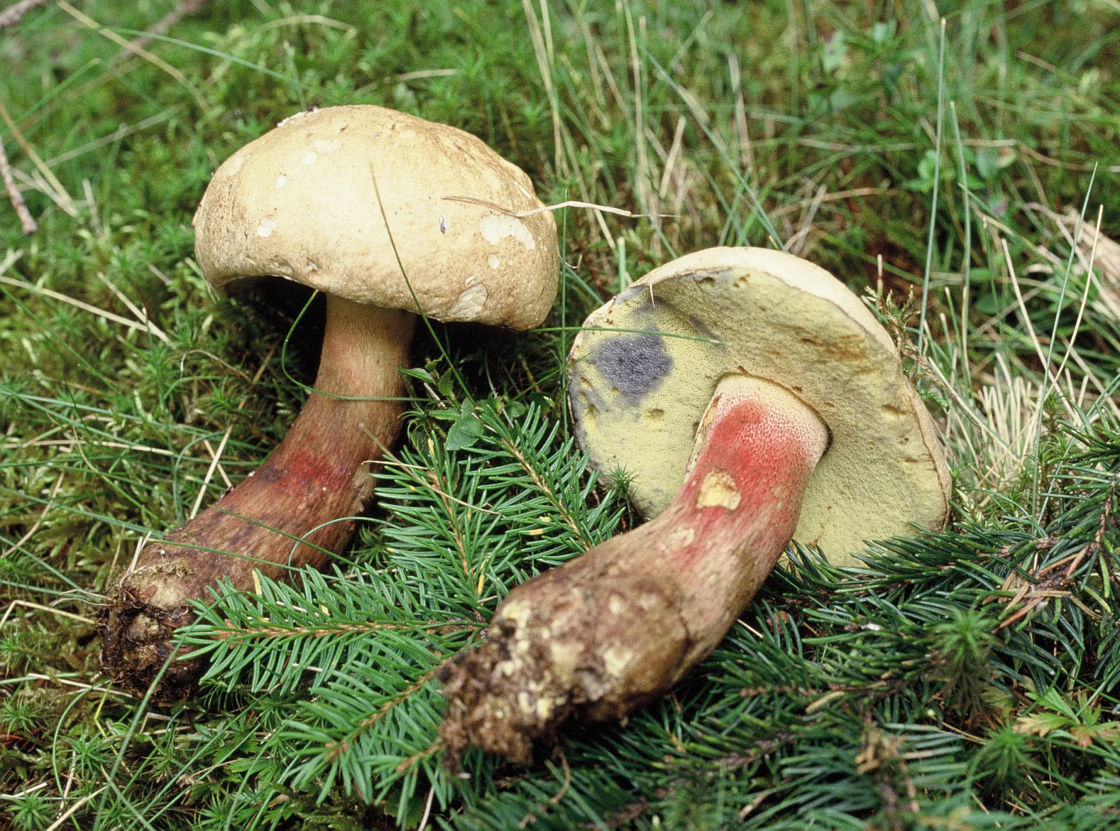Caloboletus calopus