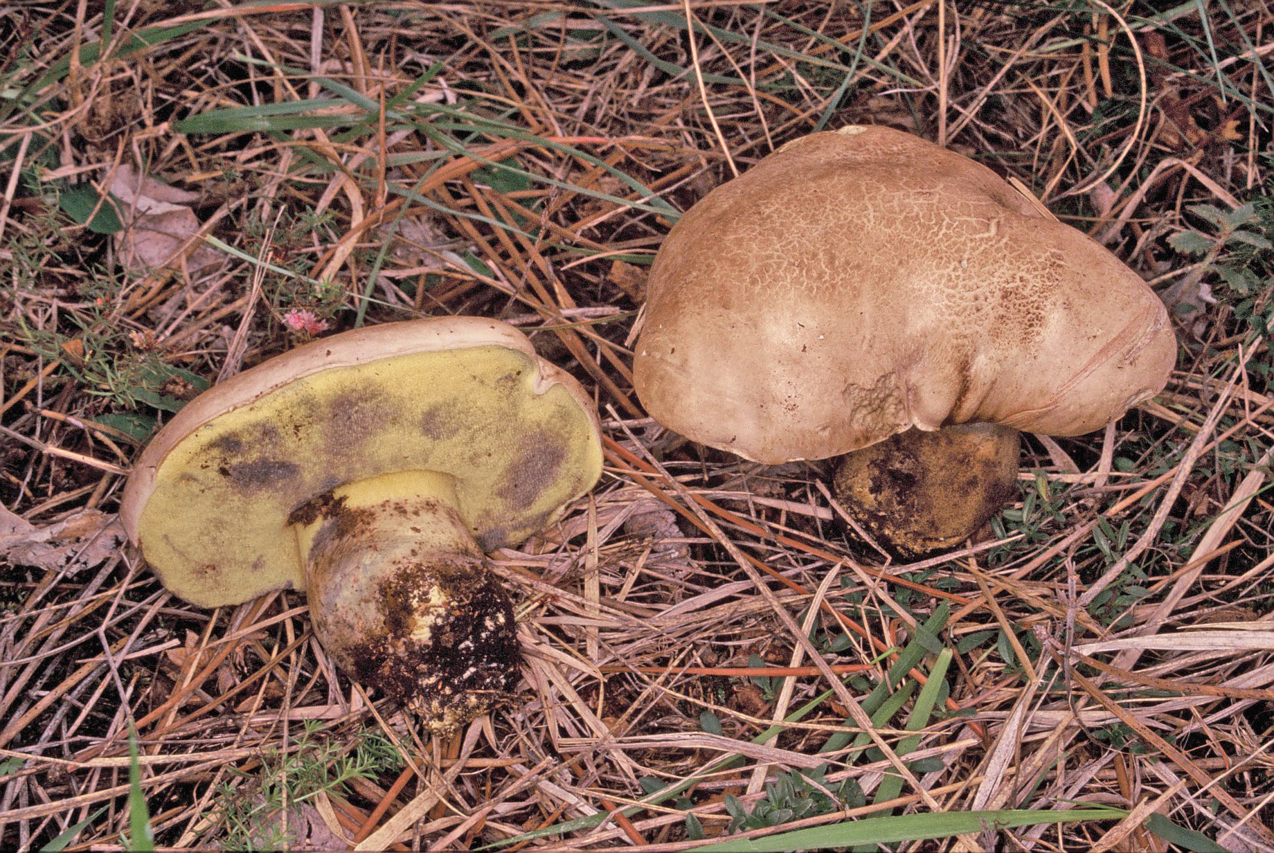 Caloboletus radicans