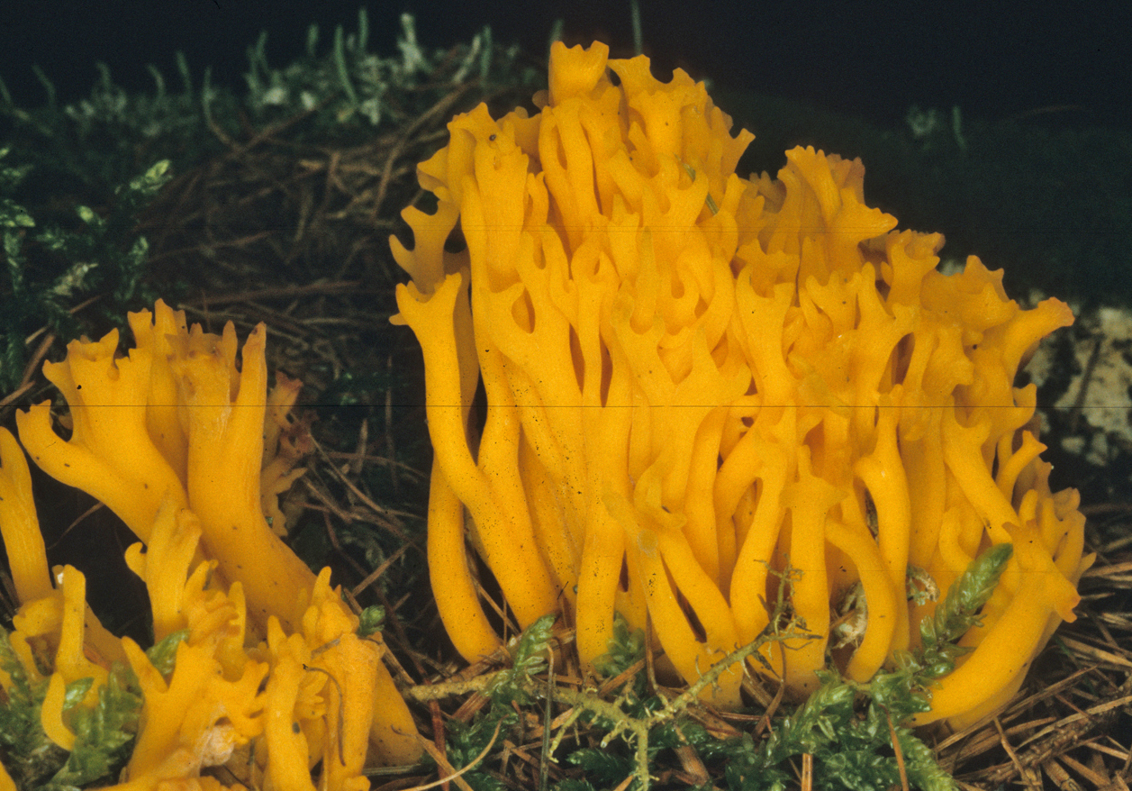 Calocera viscosa 1