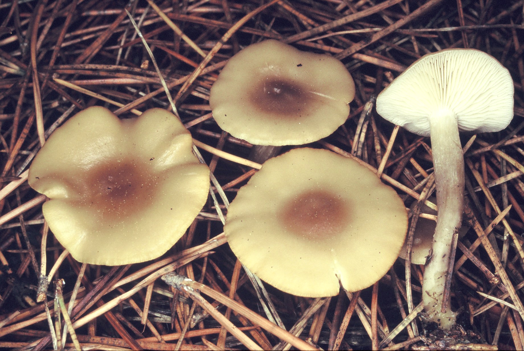 Calocybe obscurissima