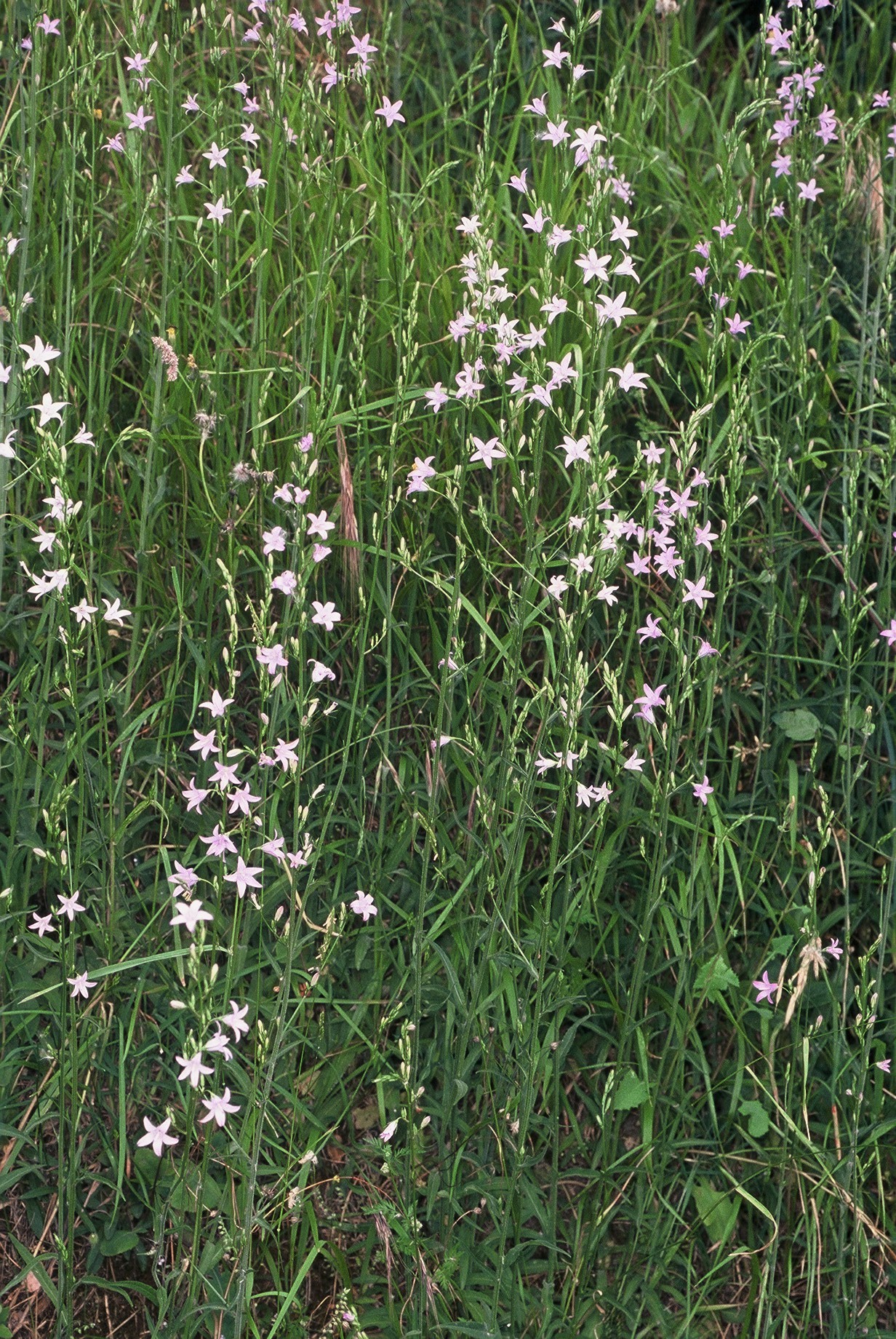 Campanula rapunculus
