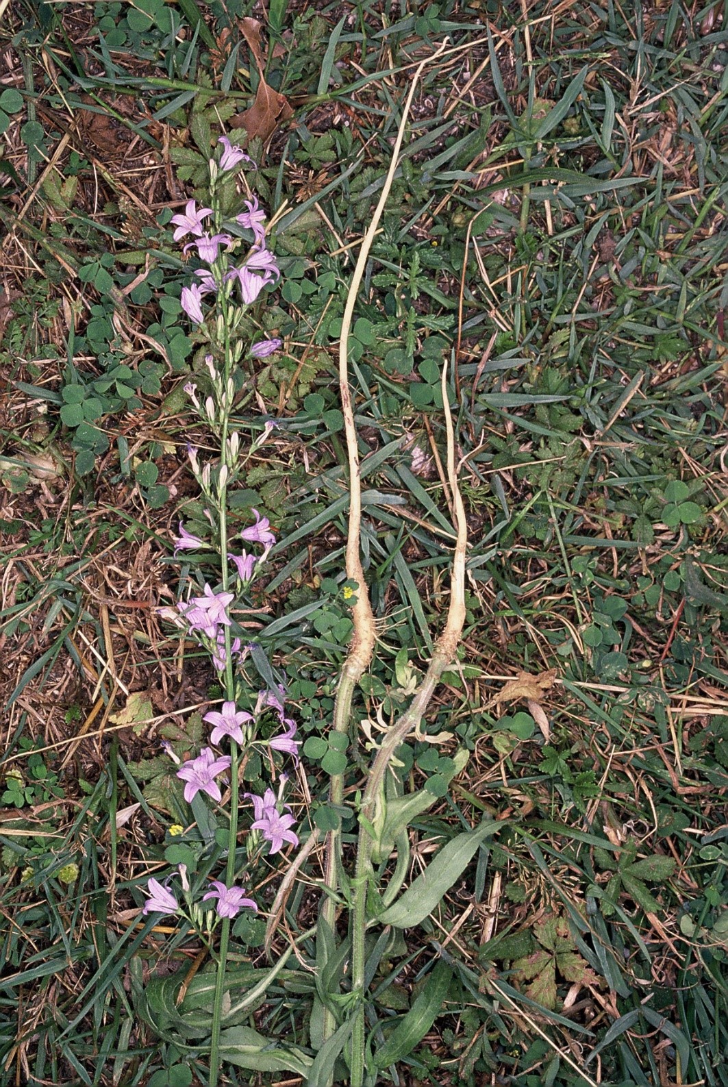 Campanula rapunculus radici