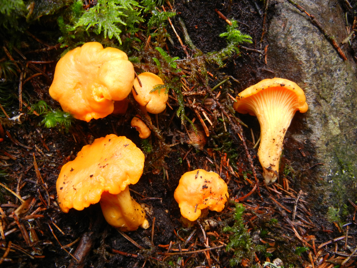Cantharellus cibarius 1