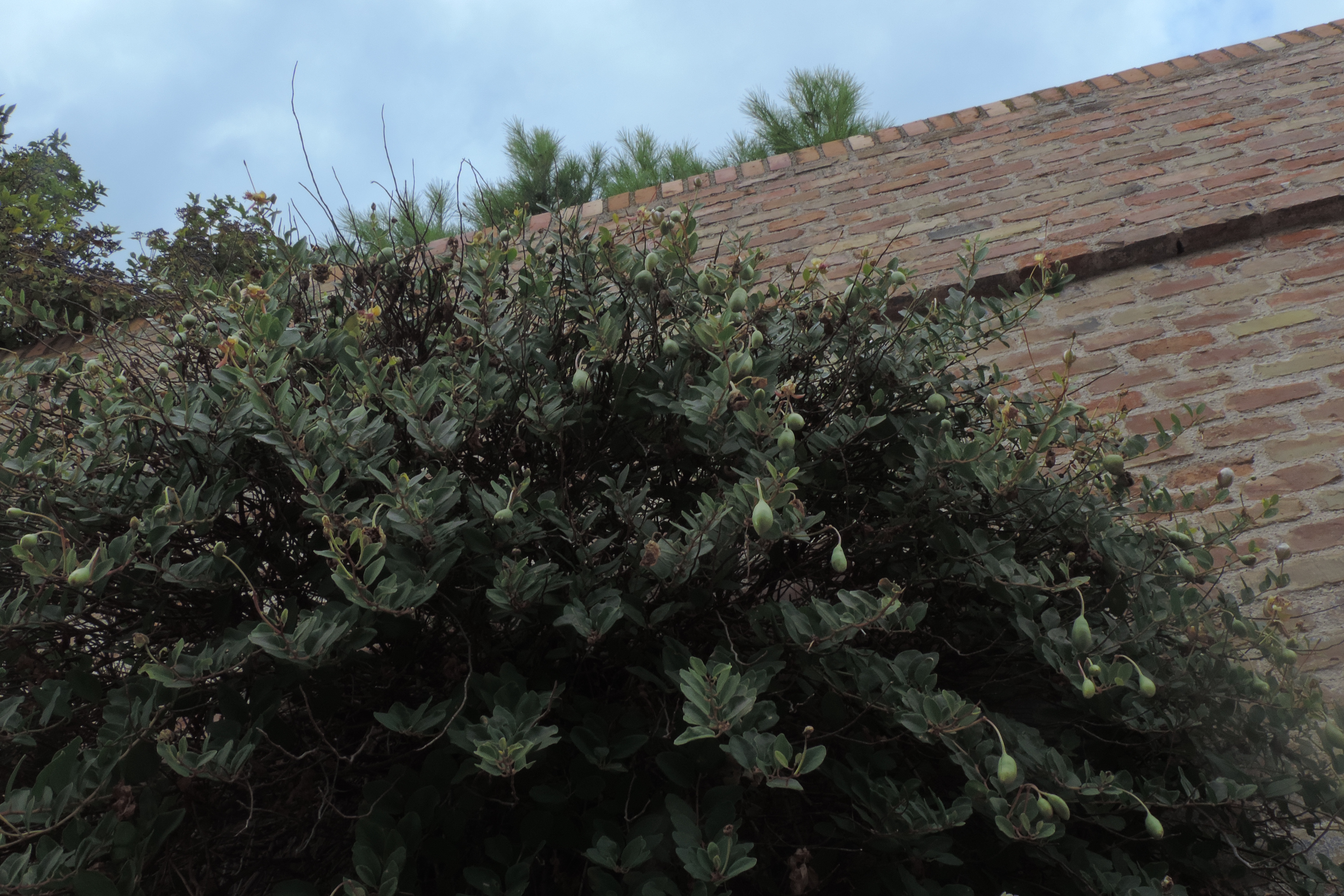 Capparis spinosa L Cappero