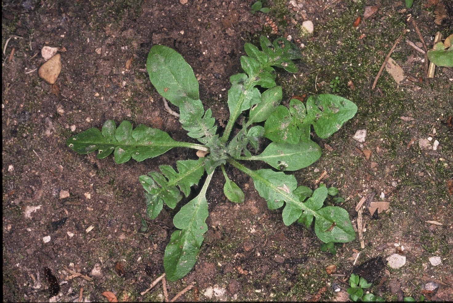 Capsella bursa pastoris