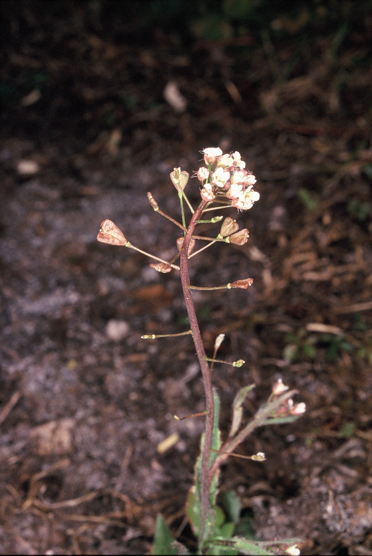 Capsella bursa pastoris fiore