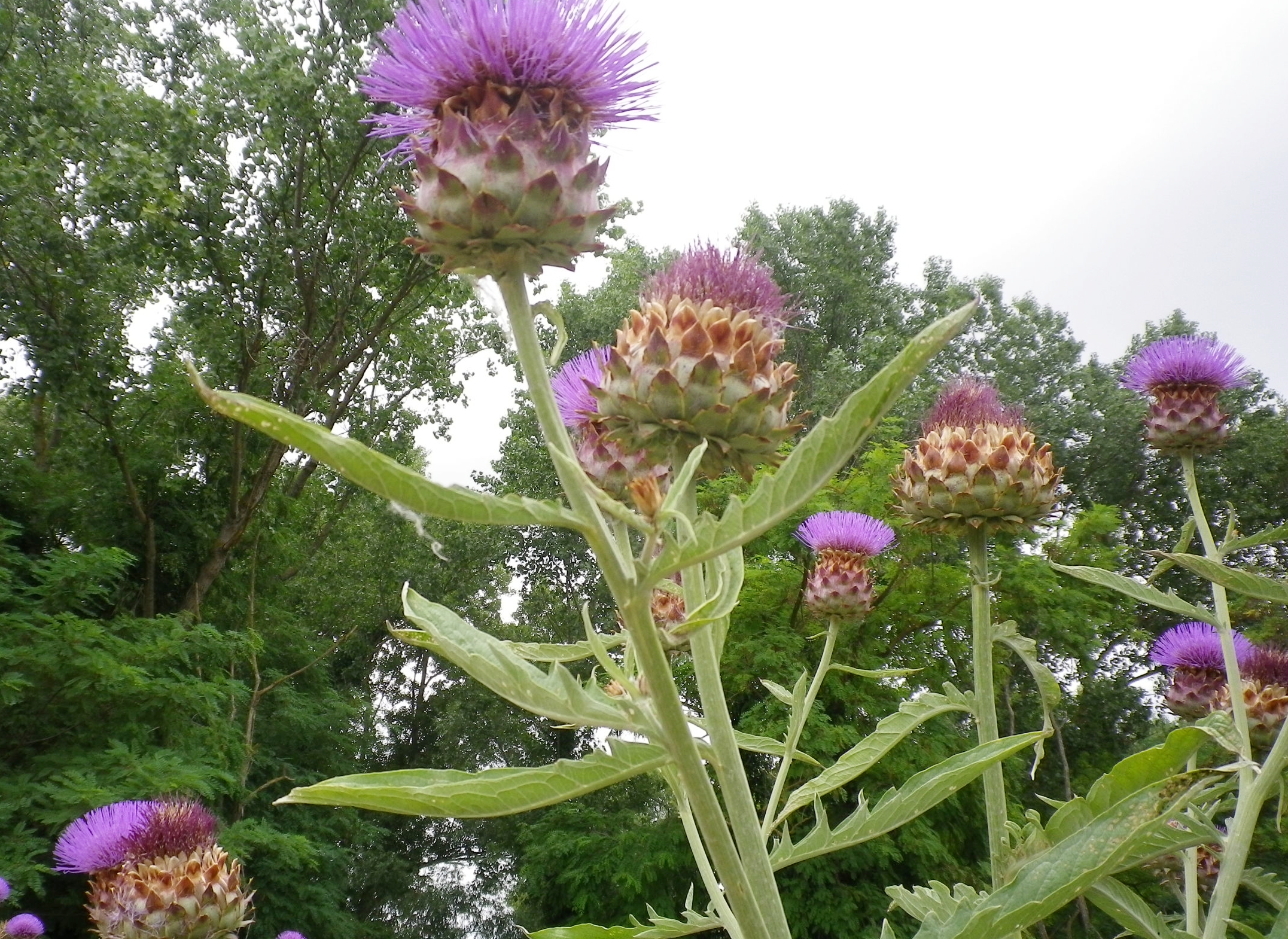 Carciofoinfiore