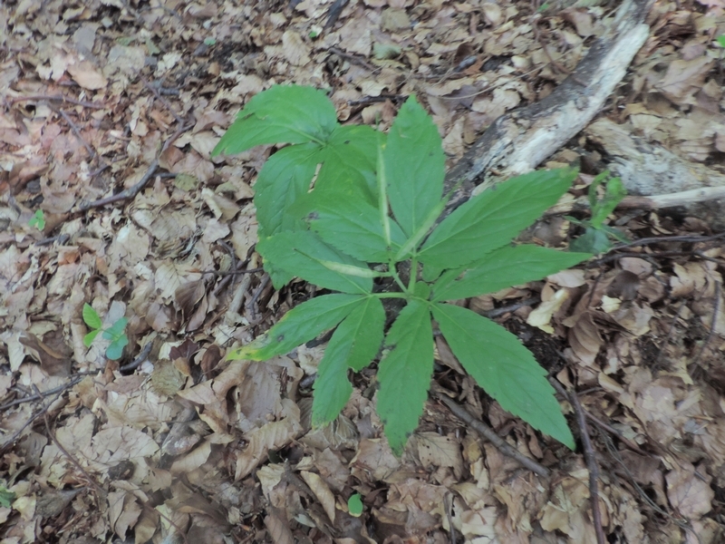 CardamineenneaphyllosL.CrantzDentariaa9 foglie