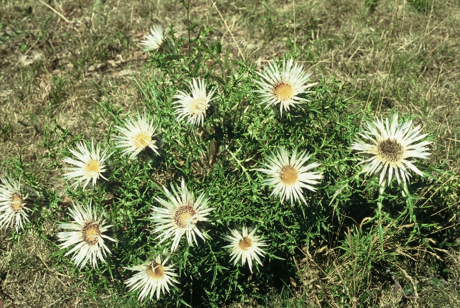 Carlinaacaulis