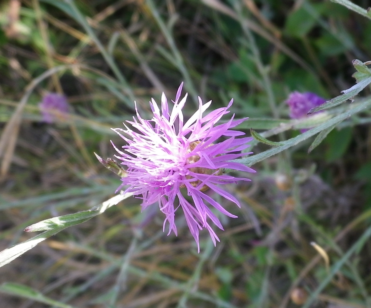 Centaurea