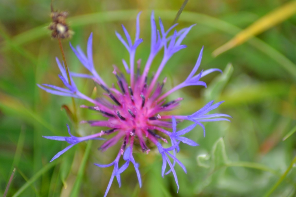 Centaurea montana