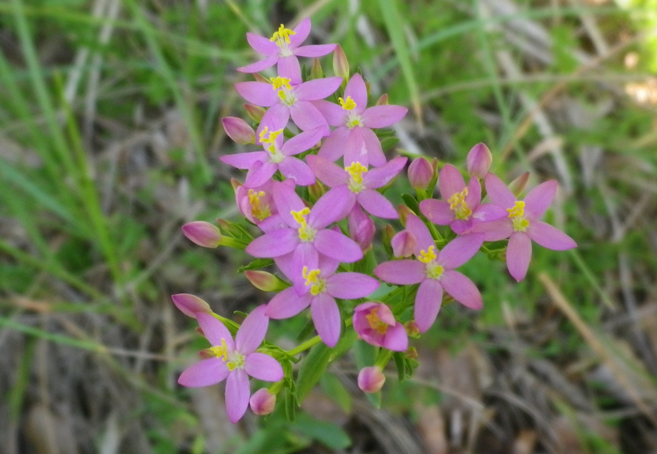CentauroerythraeamaggioreBiondella
