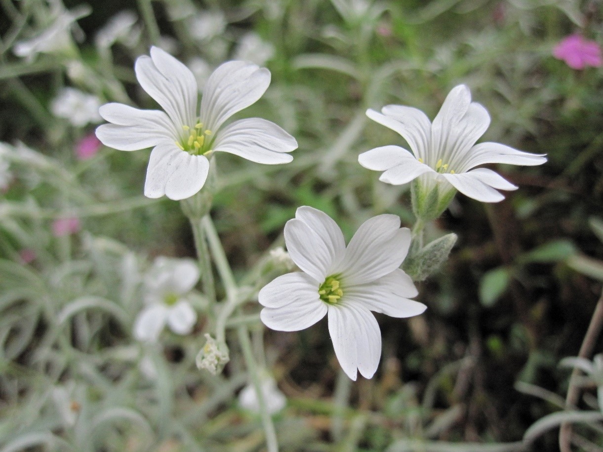 Cerastium tomentosum