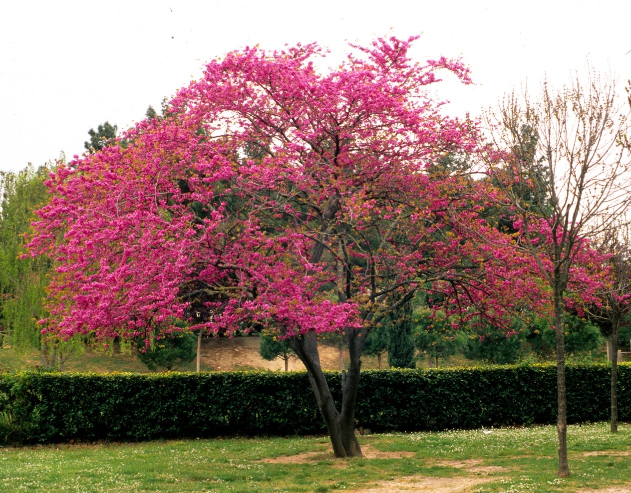 Cercis siliquastrumalberodigiuda