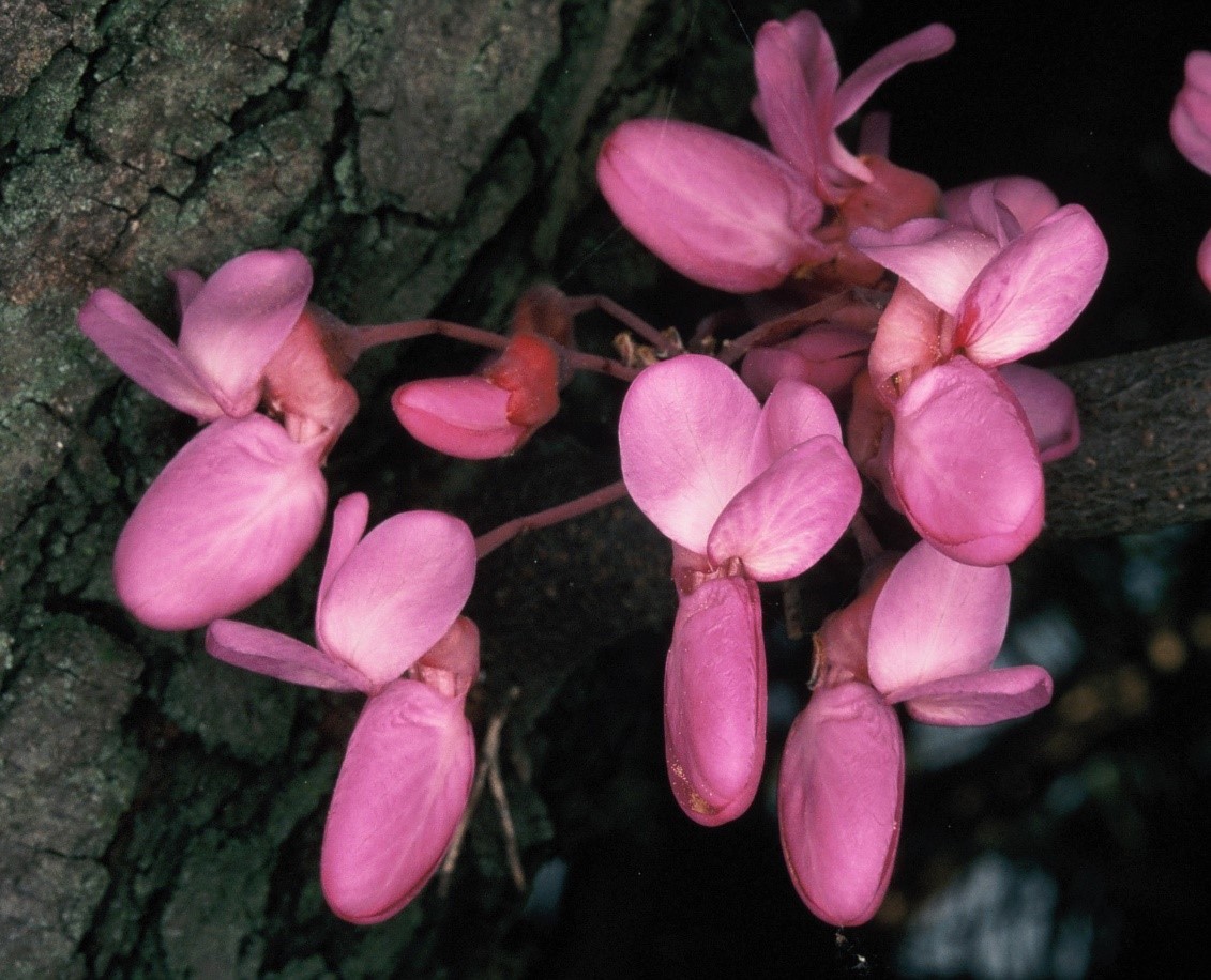 Cercissiliquastrumfiori