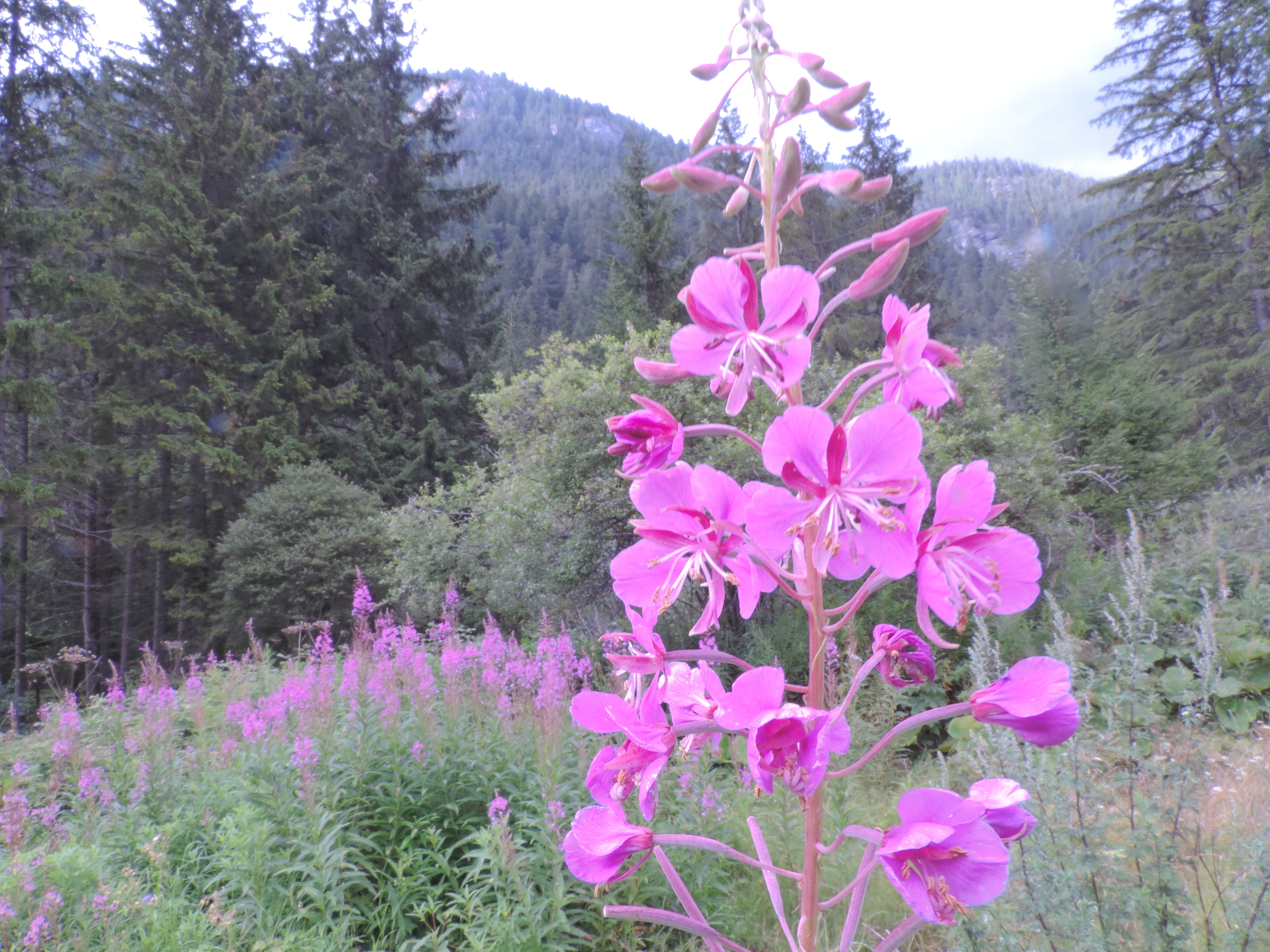Chamaenerion angustifolium