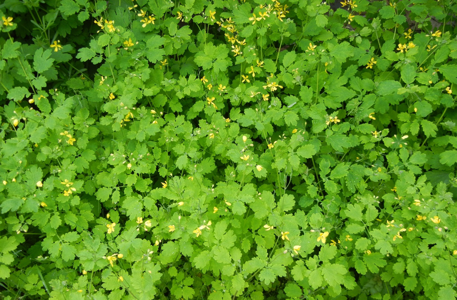 Chelidonium majus