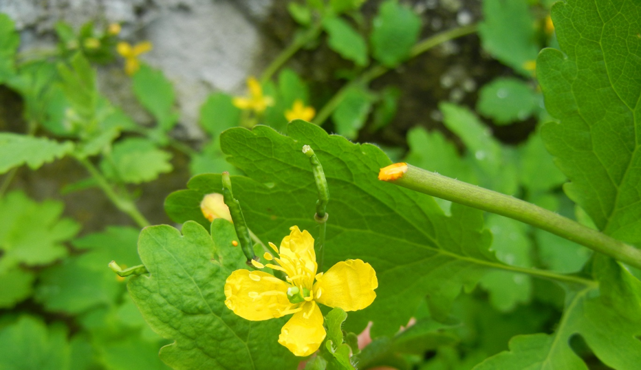 Chelidonium majus fiore