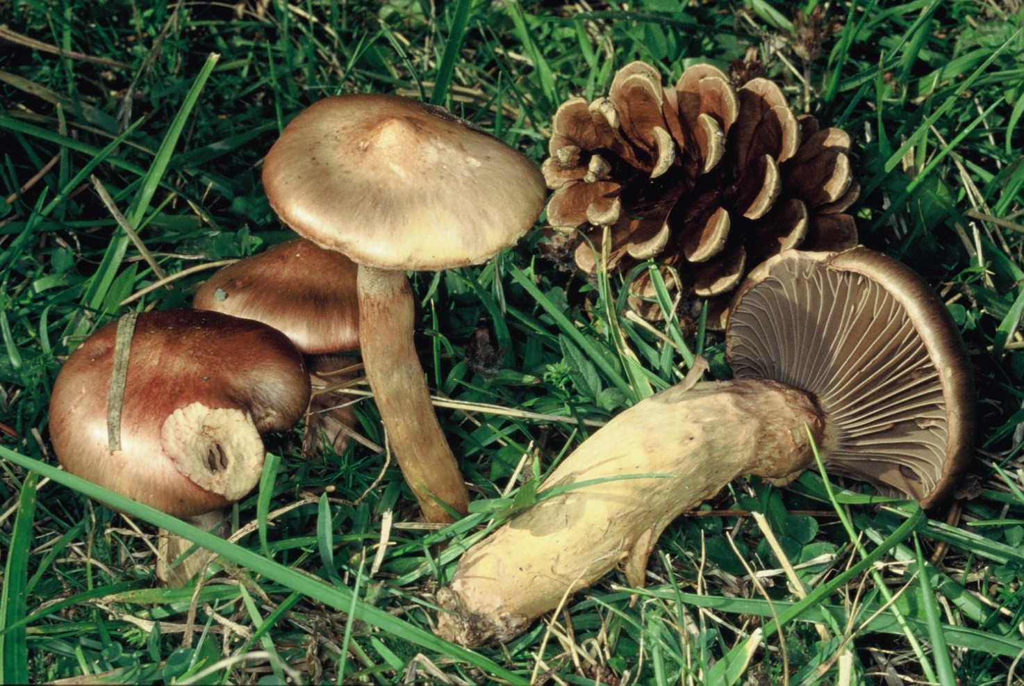 Chroogomphus rutilus