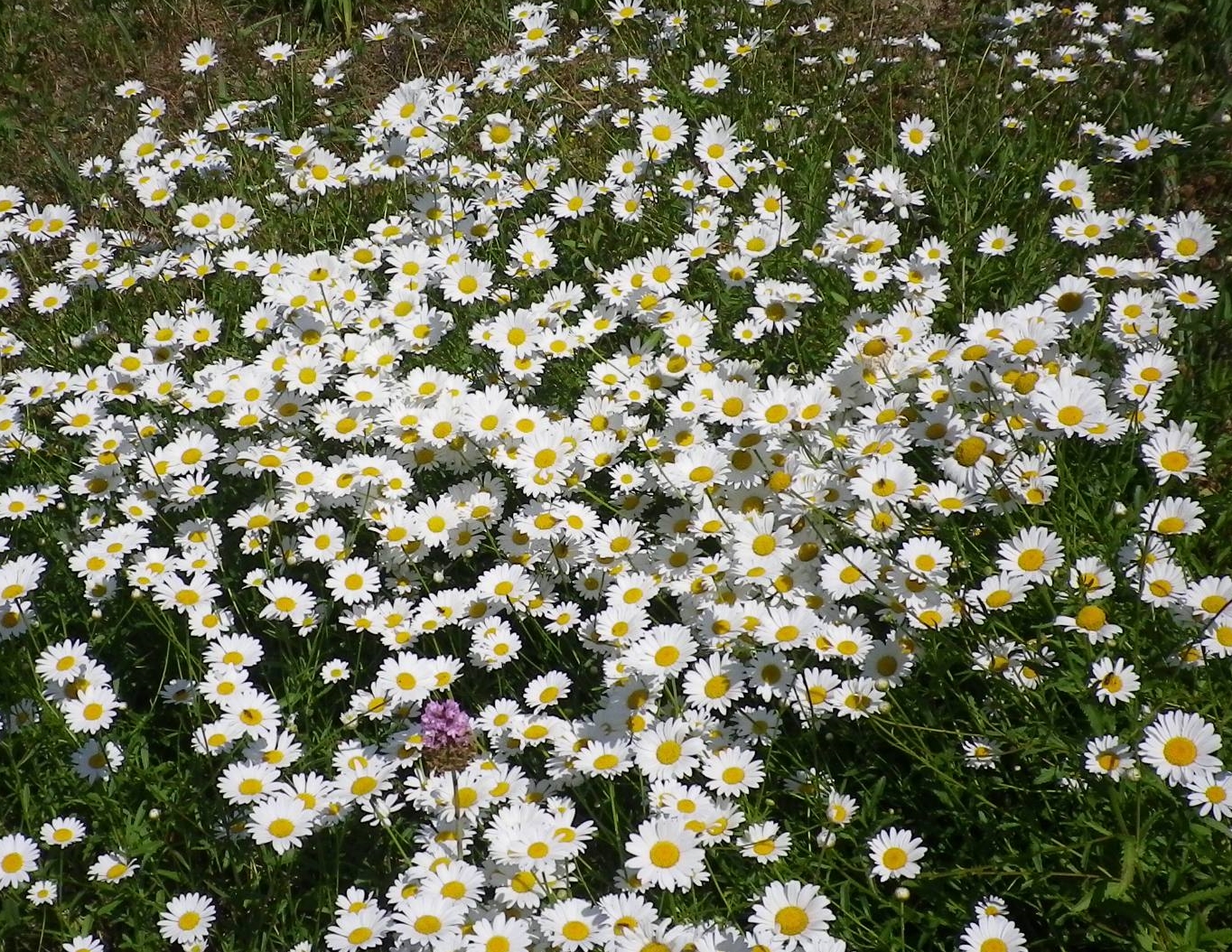 ChrysanthemumleucanthemumMargheritadeicampi