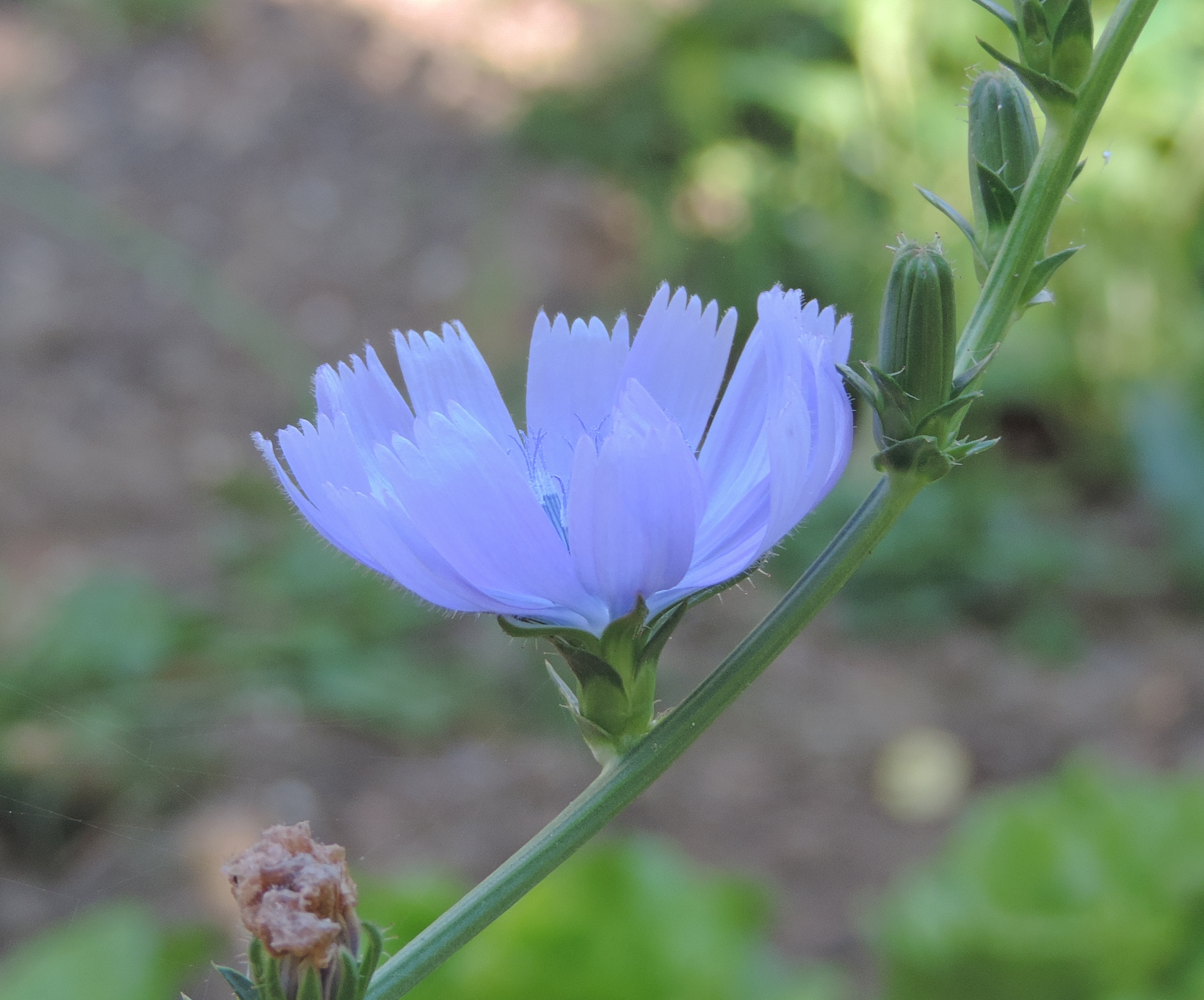 Cicoriaasparagocatalogna fiore