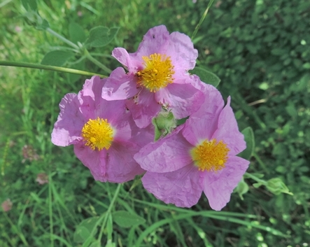 CistusincanusCistovillosoxscheda