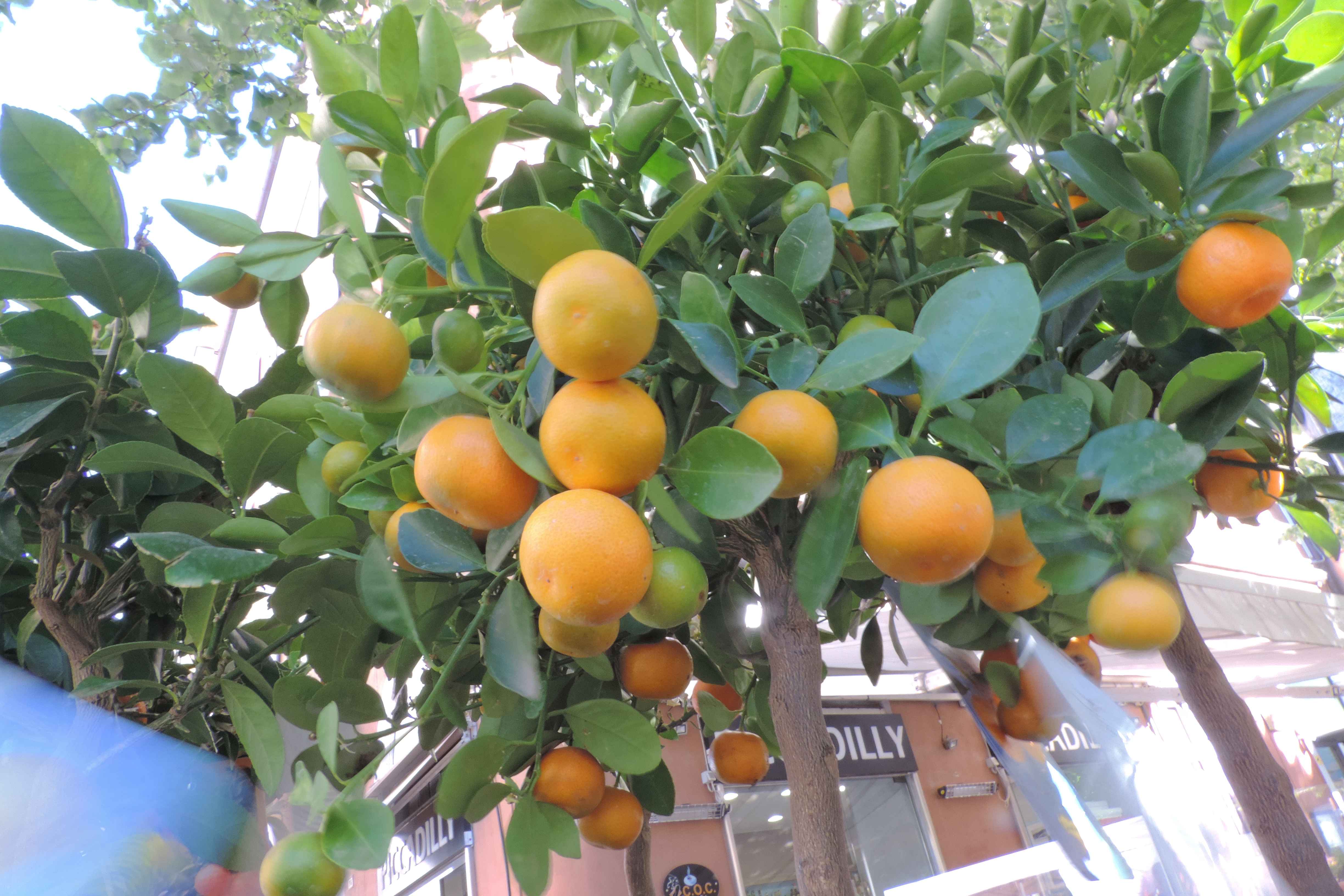 Citrus mitis calamondino