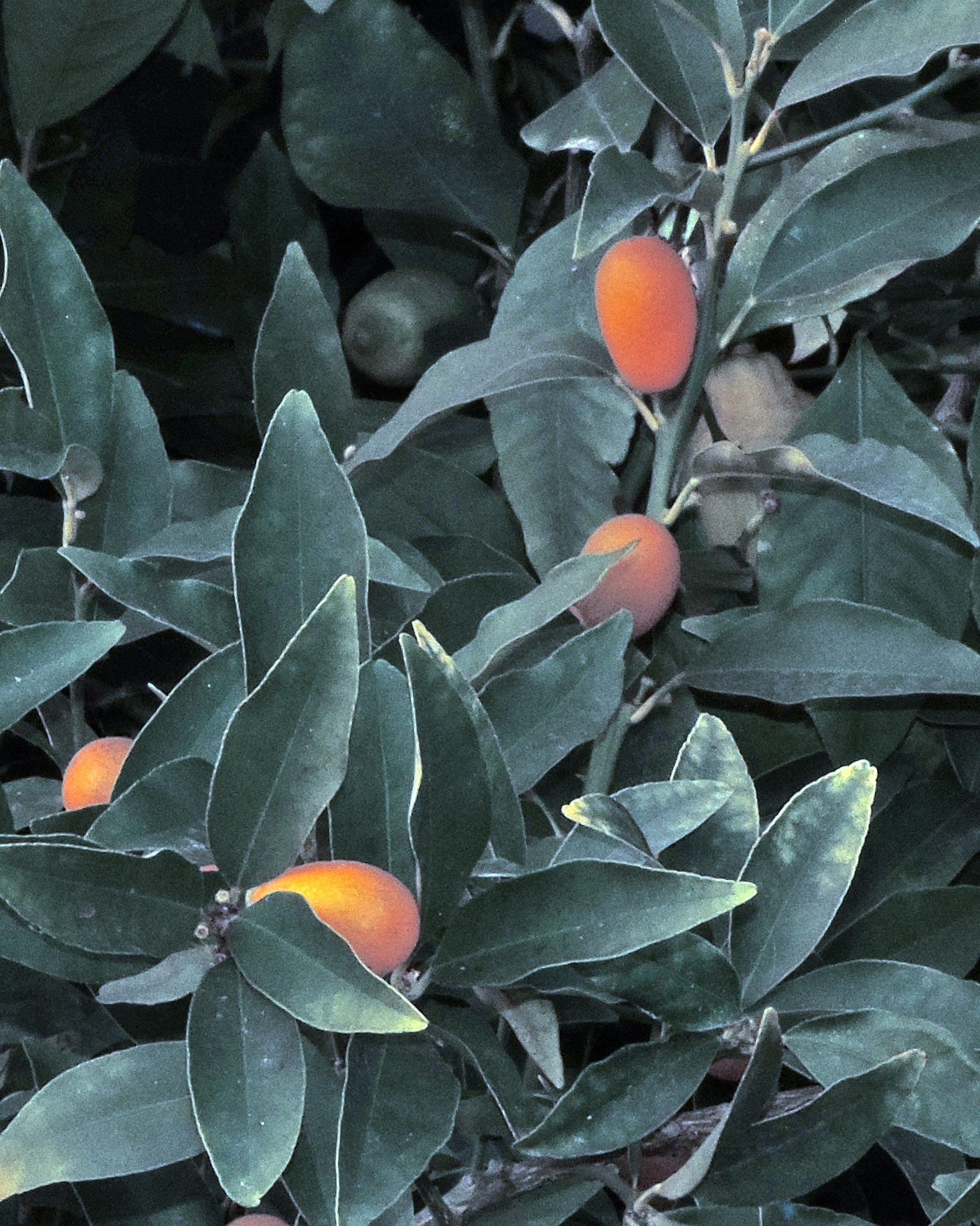 Citrusmandarinocinese