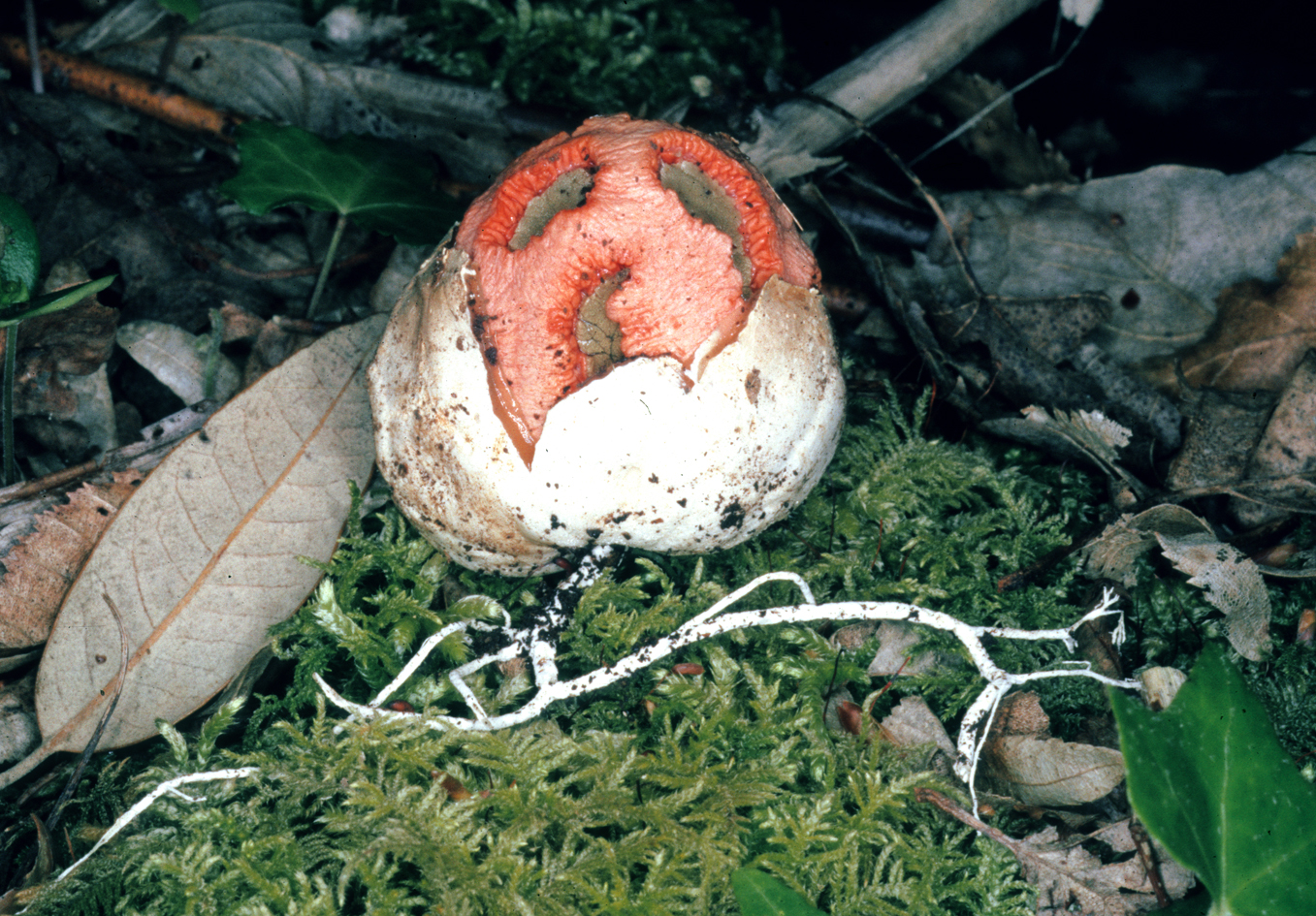 Clathrus ruber