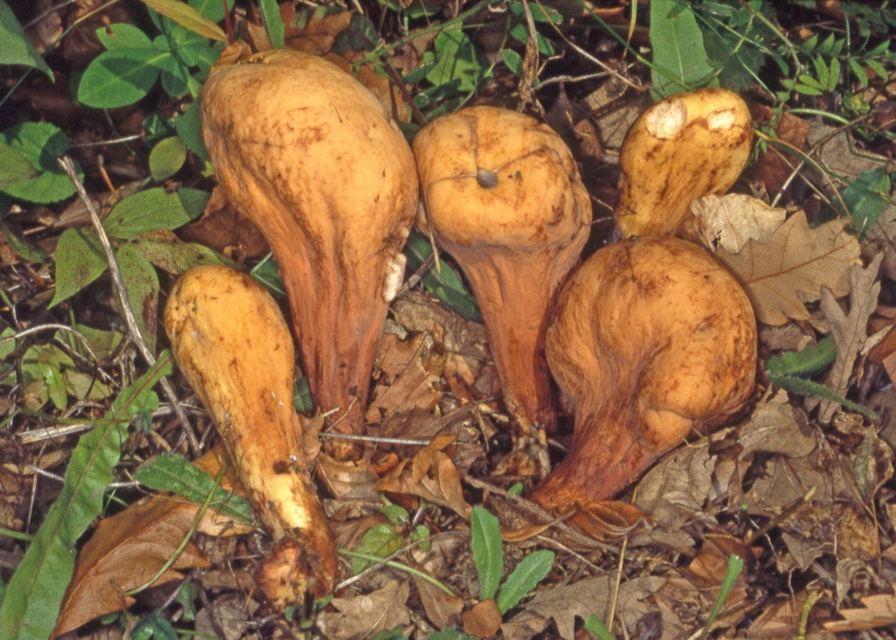 Clavariadelphus pistillaris