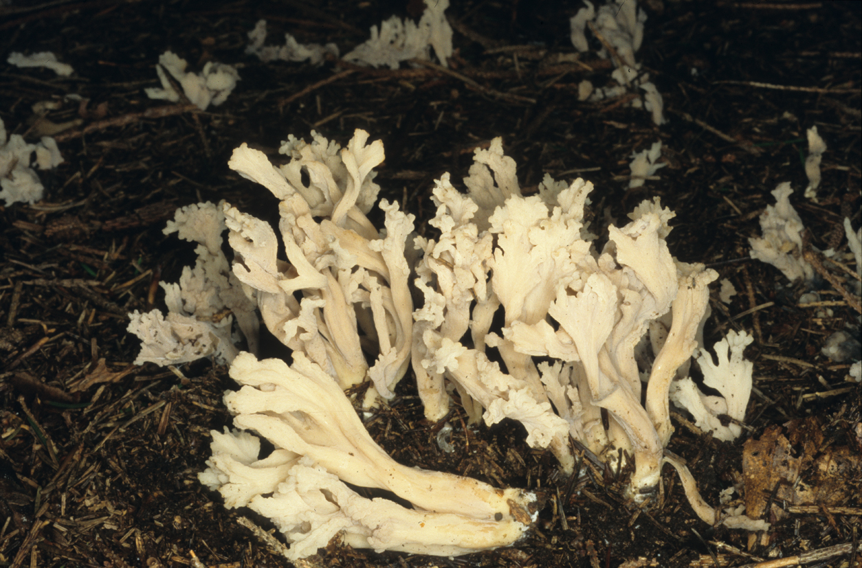 Clavulina cinerea