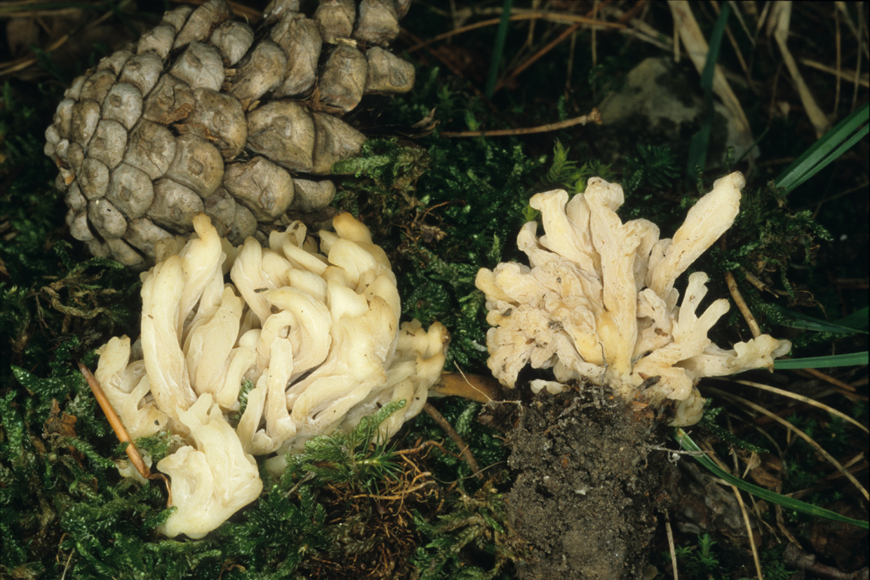 Clavulina rugosa