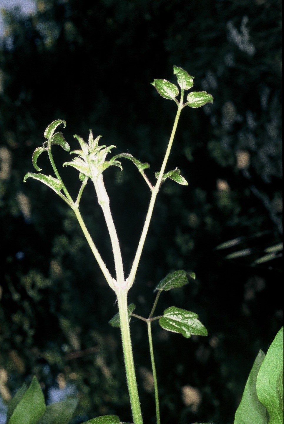 Clematis vitalba L.1