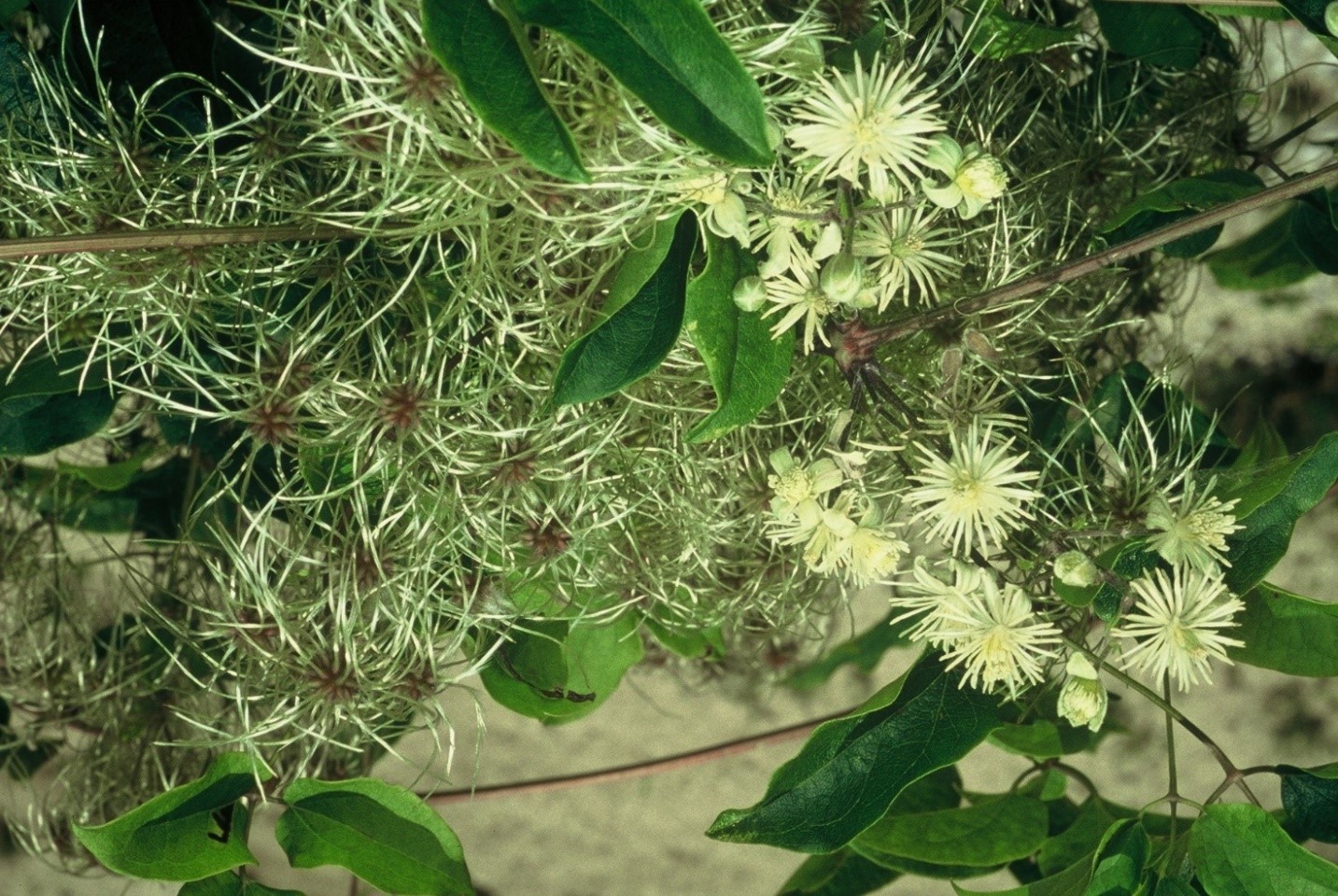 Clematis vitalba L