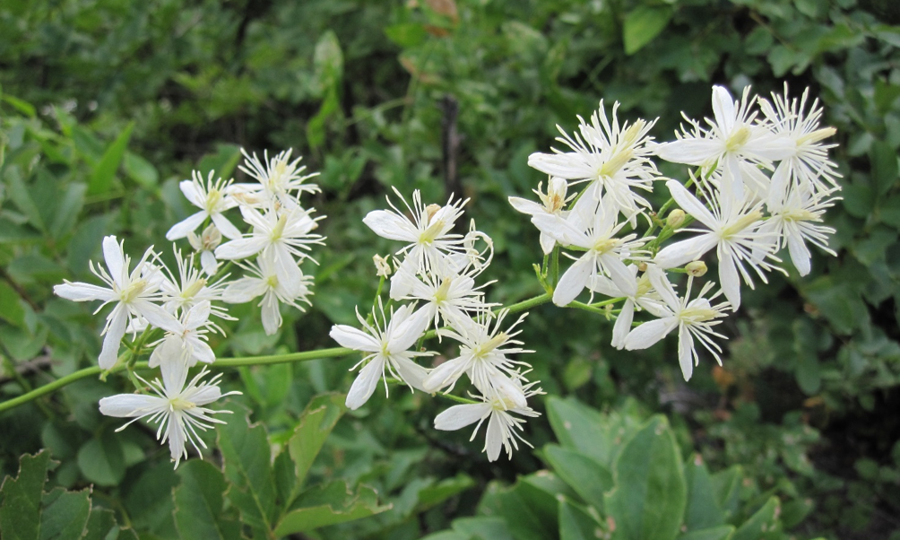 Clematis flammula