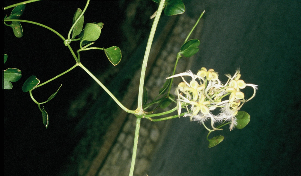 Clematis flammula frutti