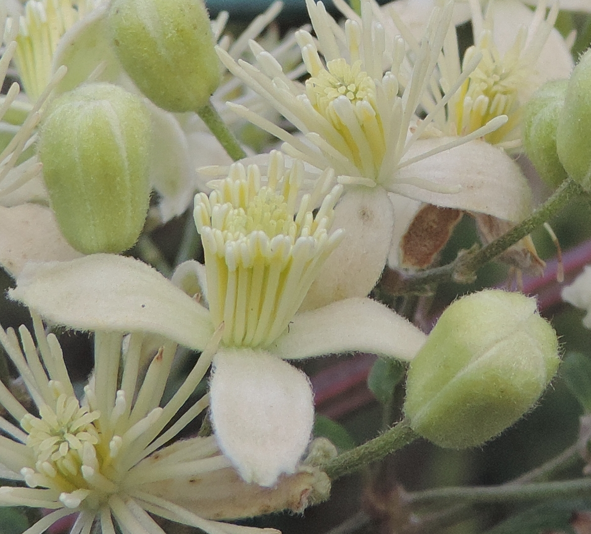 Clematisvitalbafiore
