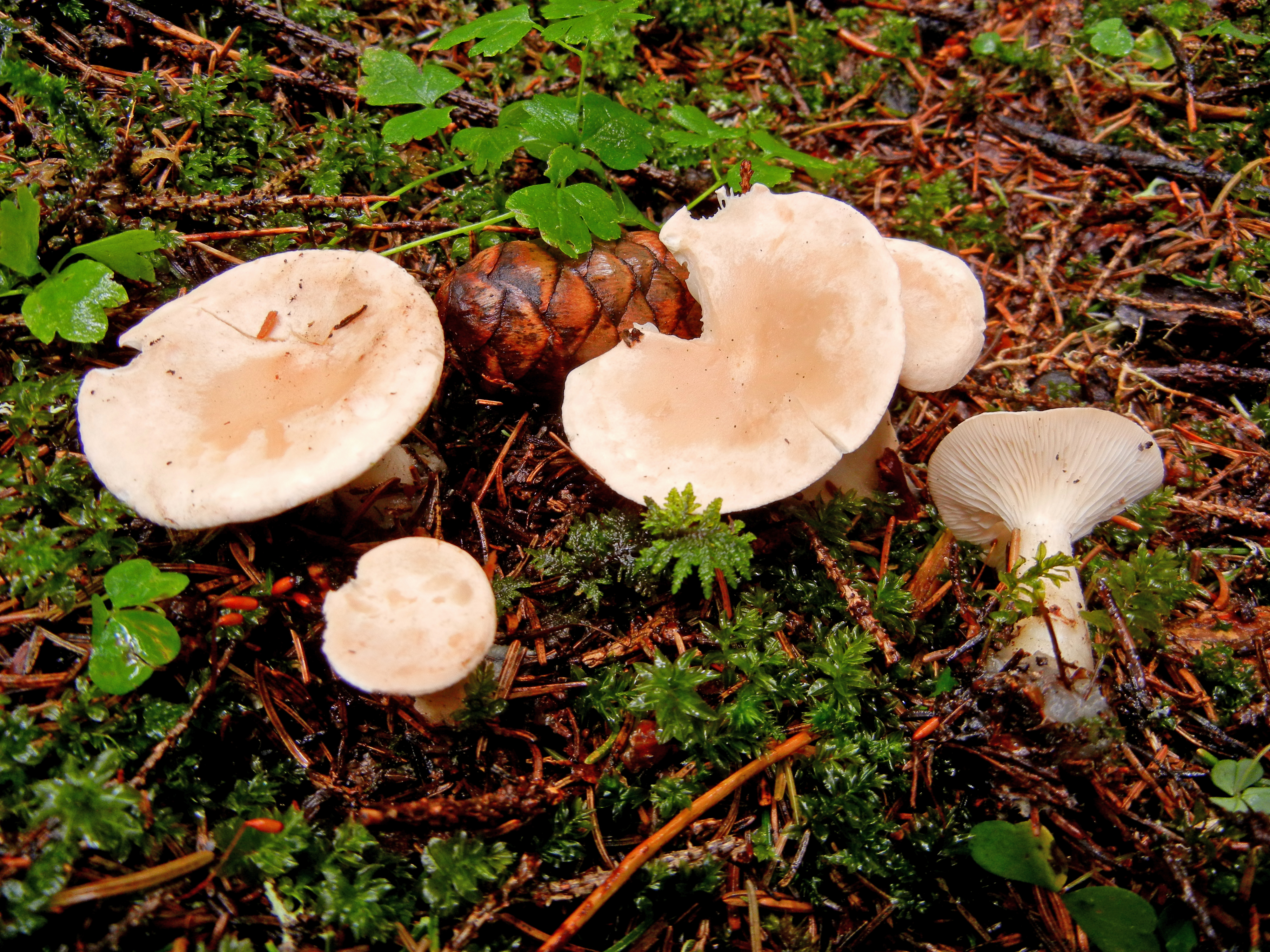 Clitocybe bresadolana