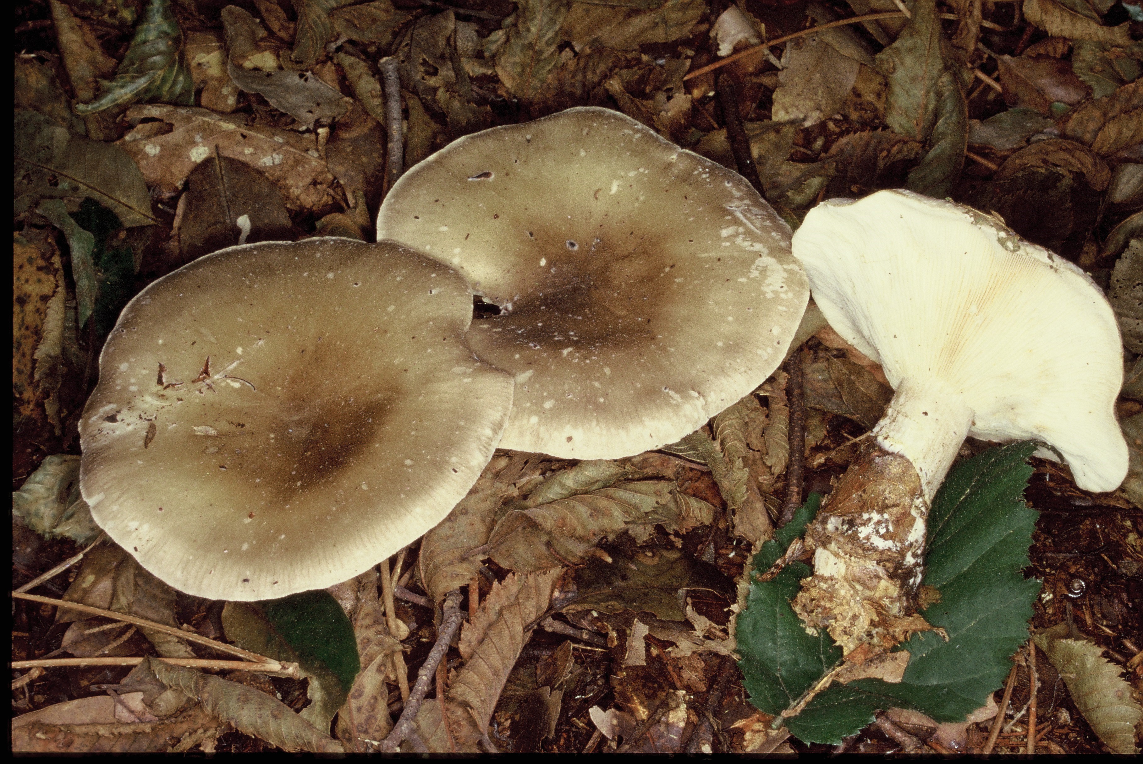 Clitocybe nebularis