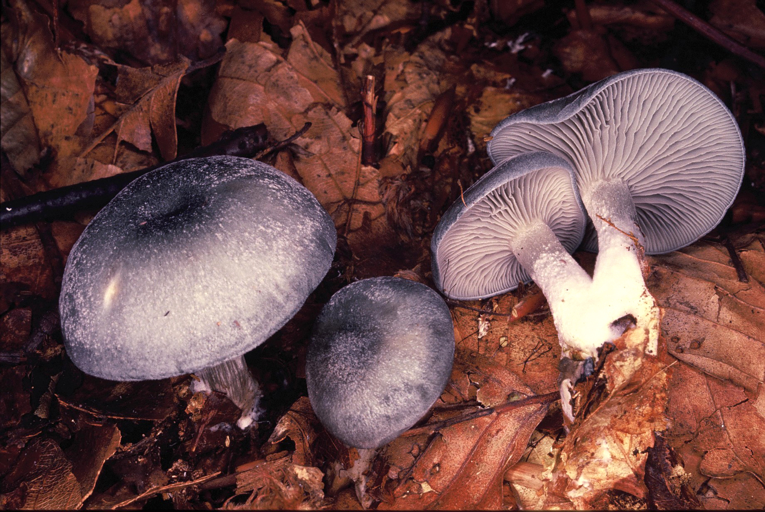 Clitocybe odora