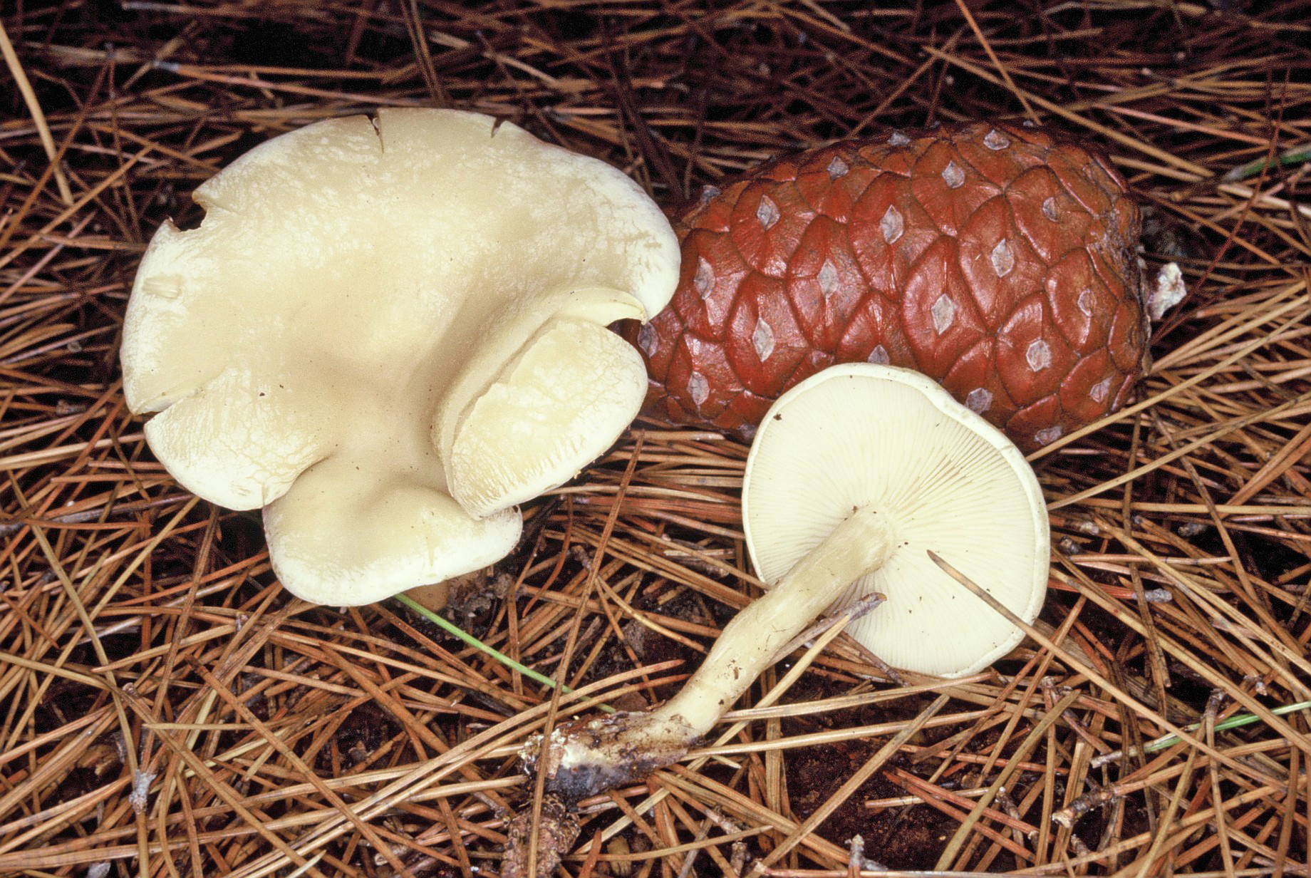 Clitocybe phyllophila