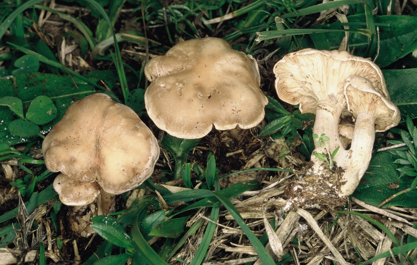 Clitocybe rivulosa