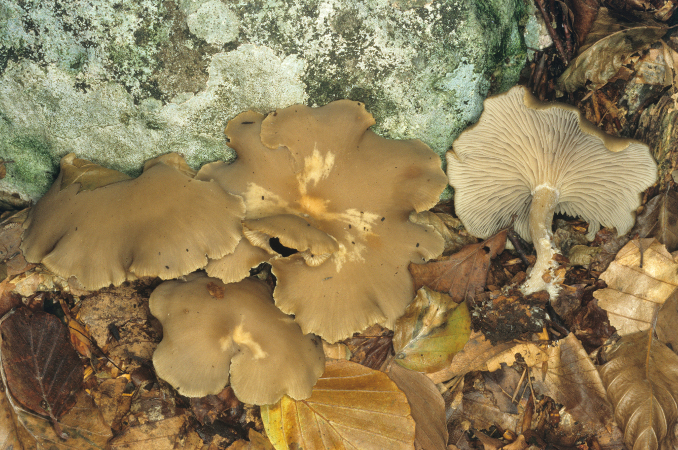Clitocybe subspadicea