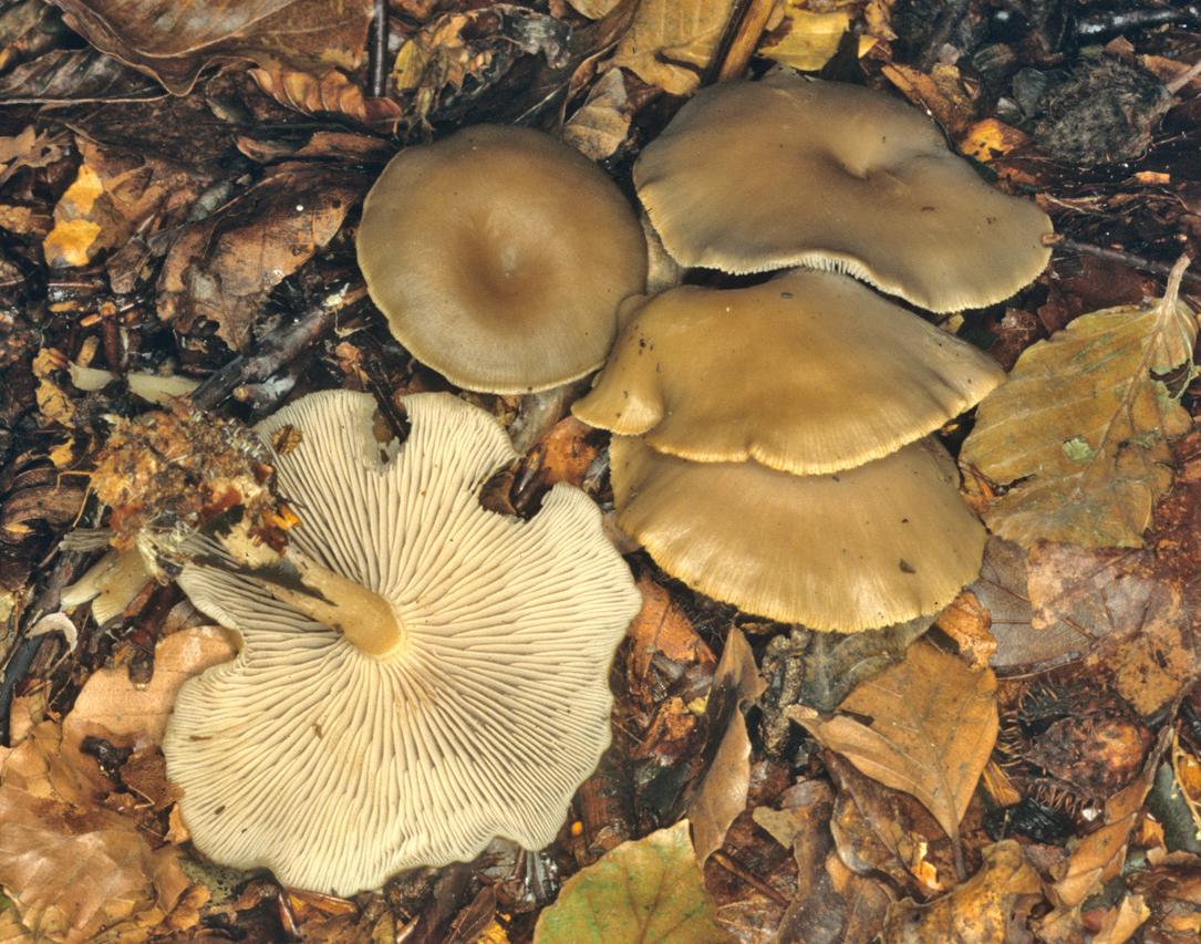 Clitocybe umbilicata