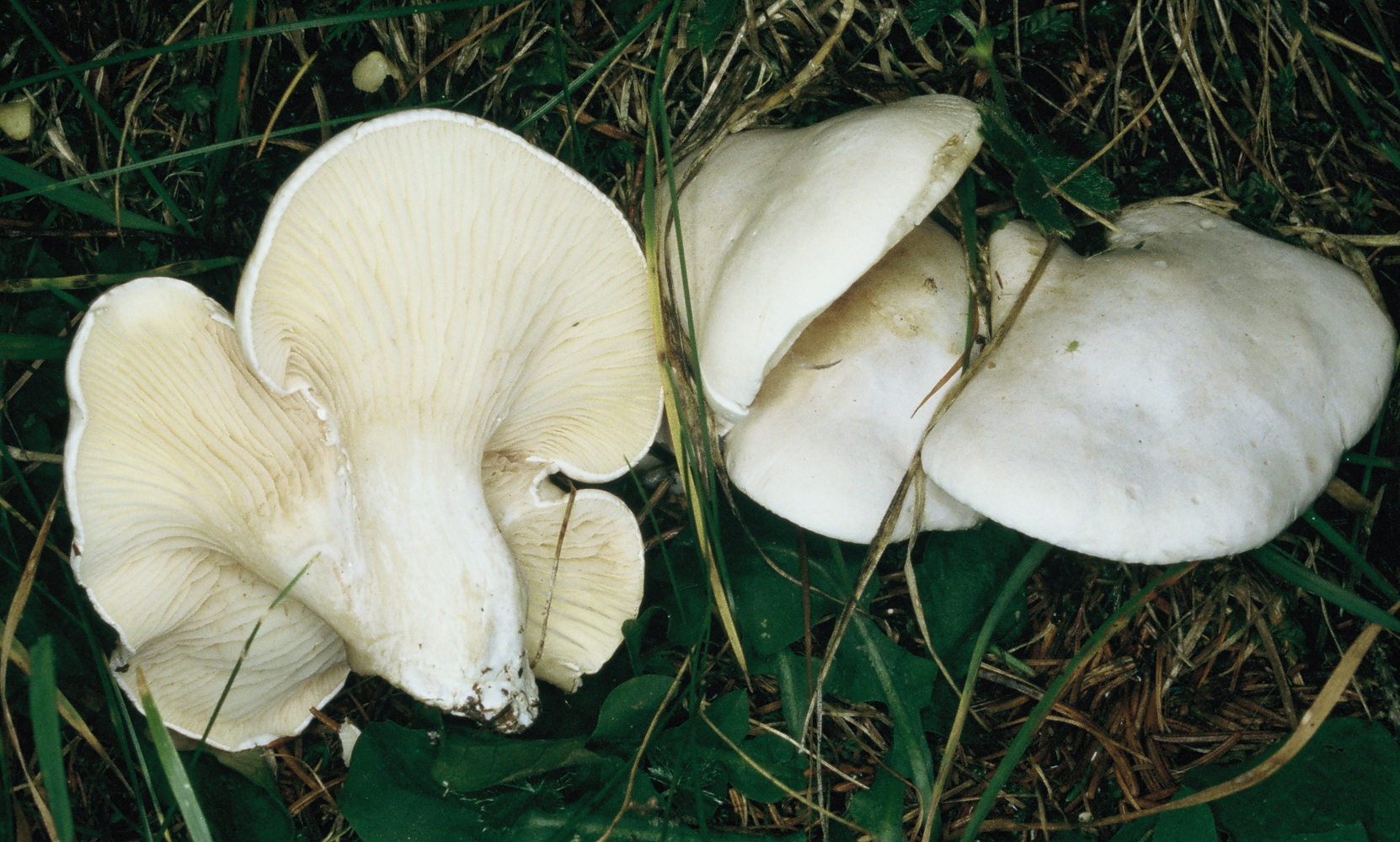 Clitopilus prunulus
