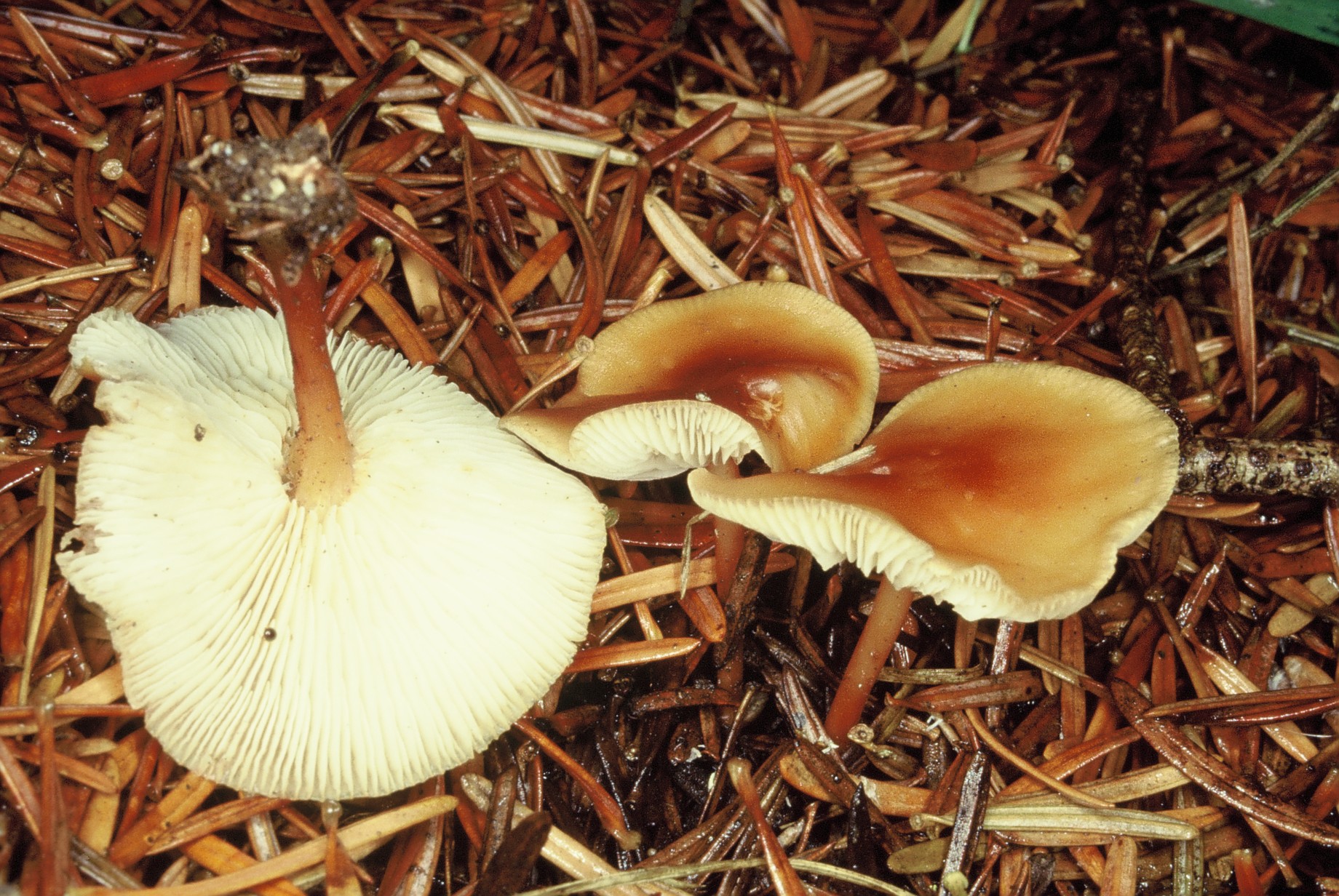 Collybia acervata