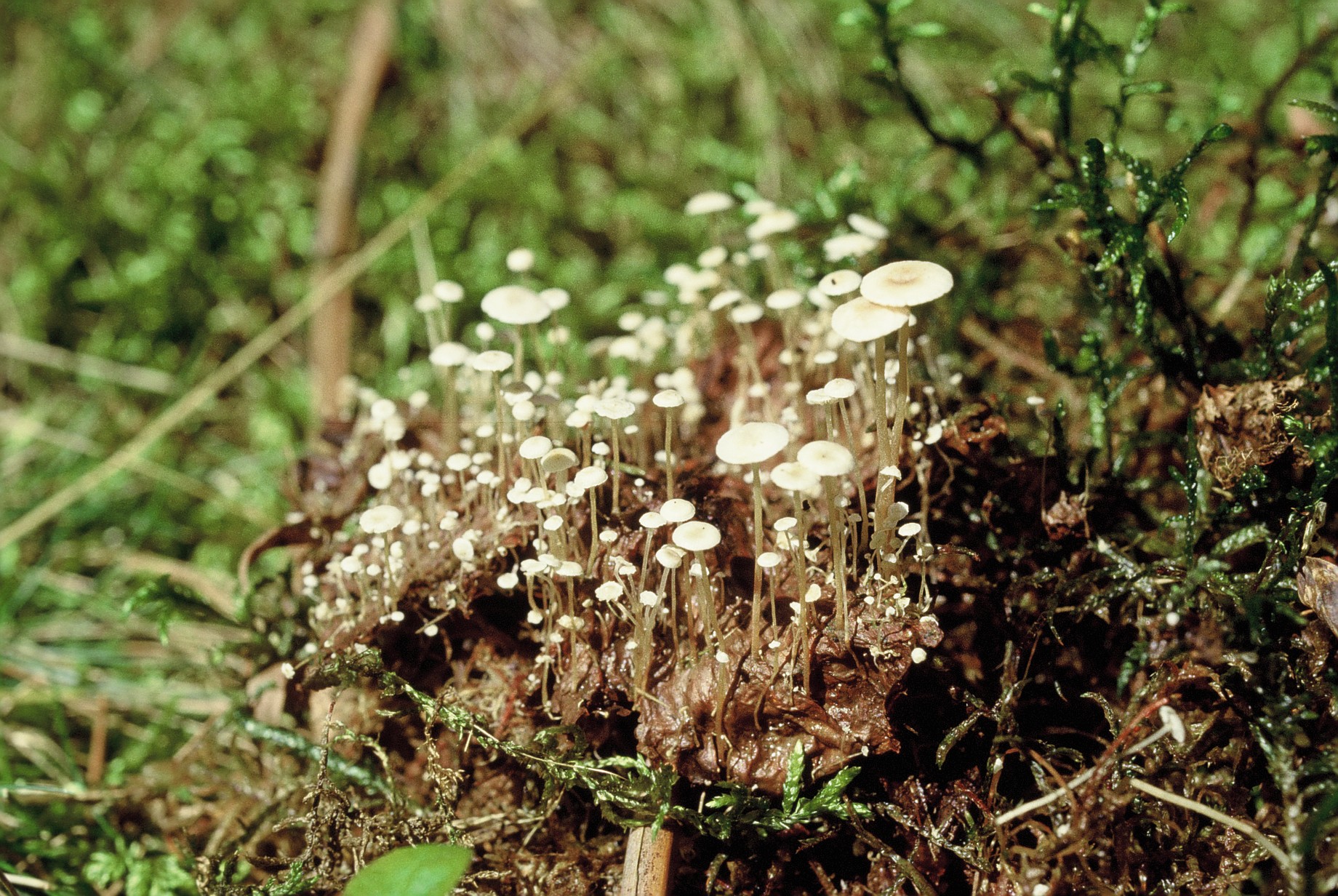Collybia cirrhata